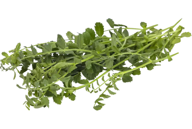Kikkererwten cress 25gr stuk